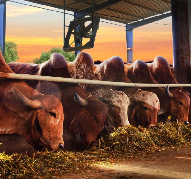krushinandanorganic-header